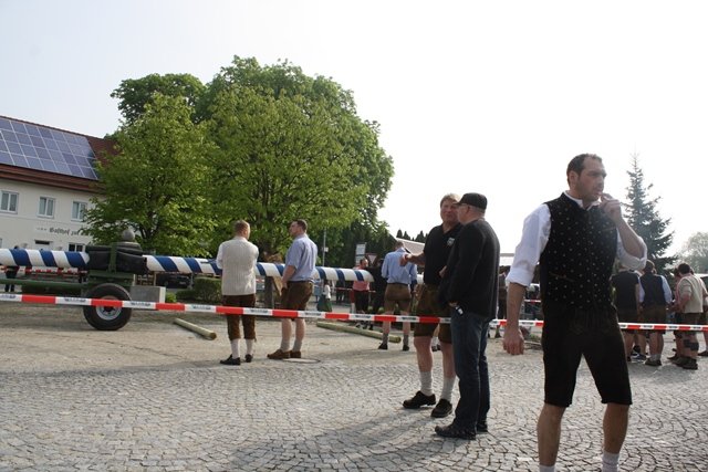 Maibaum 2013